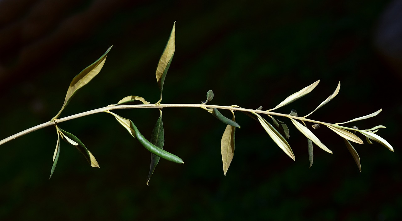 Best Plants for a Mediterranean-Style Garden